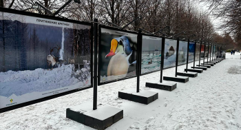 В Москве открылась фотовыставка «Притяжение Арктики»